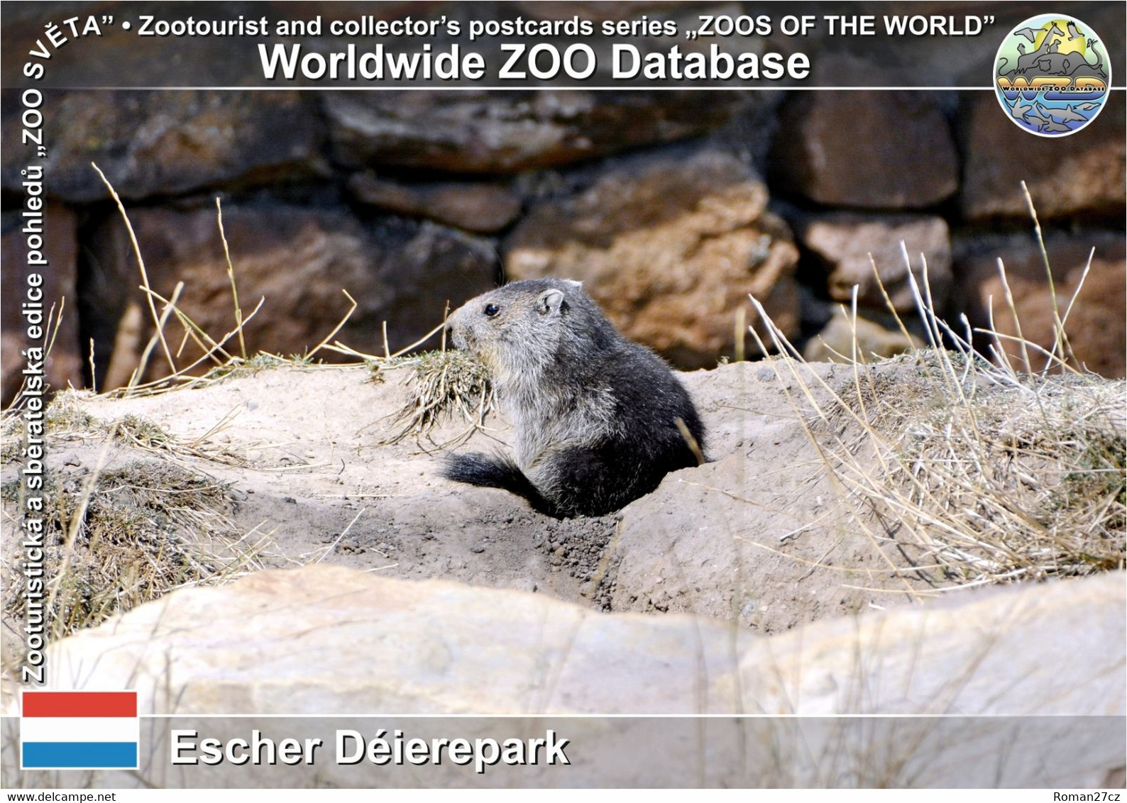 01246 Escher Déierepark, LU - Common Alpine Marmot (Marmota Marmota Marmota) - Esch-Alzette