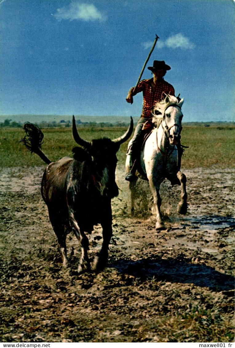 N9 - La Camargue - Gardian à La Poursuite D'un Taureau - Taureaux