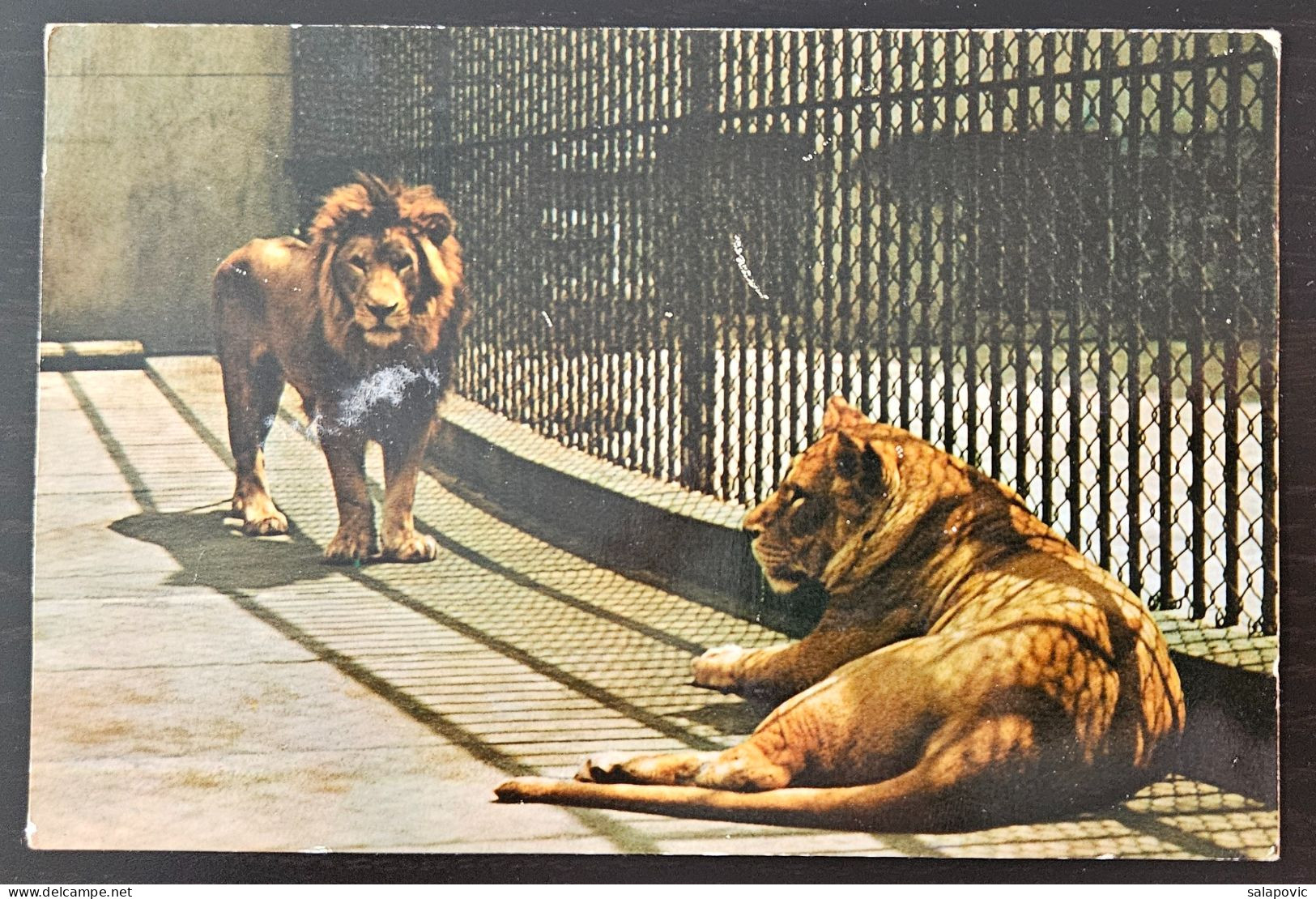 Zagreb Zoo, Zooloski Vrt Grada Zagreba.Lav-Lowe-Panthera Leo - Lions