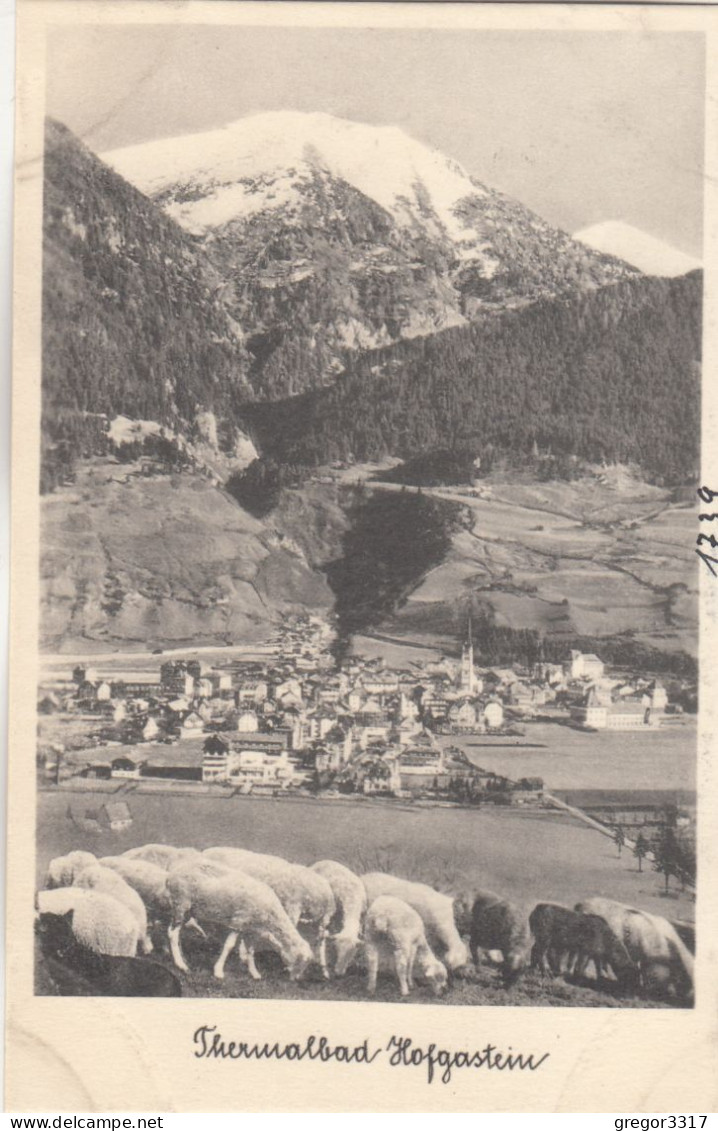 E3293) Thermalbad HOFGASTEIN - Schafe Auf Wiese Im Vordergrund U. Blick Auf Häuser ALT! - Bad Hofgastein