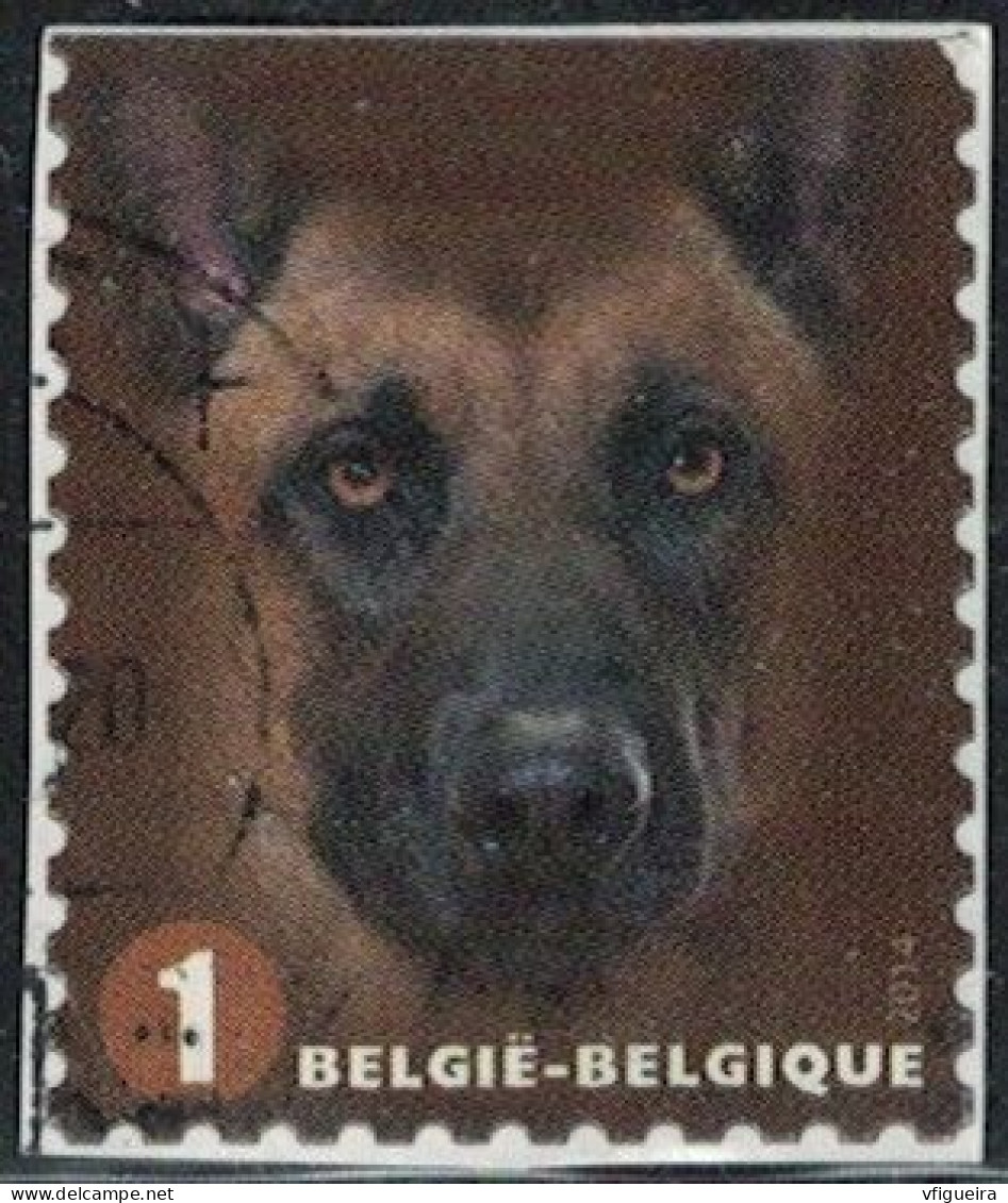 Belgique 2014 Oblitéré Used Canis Lupus Familiaris Chien Malinois Y&T BE 4365 SU - Used Stamps