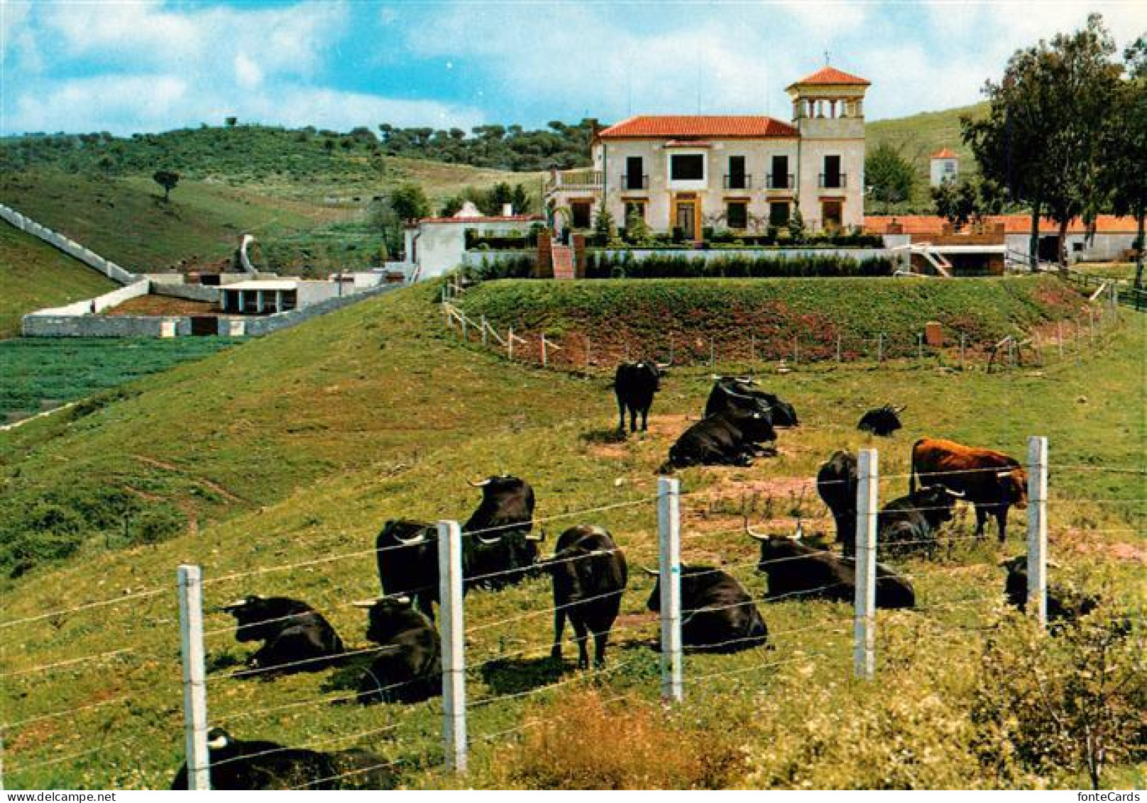 73954071 Stiere Espana Ganaderia  - Toros