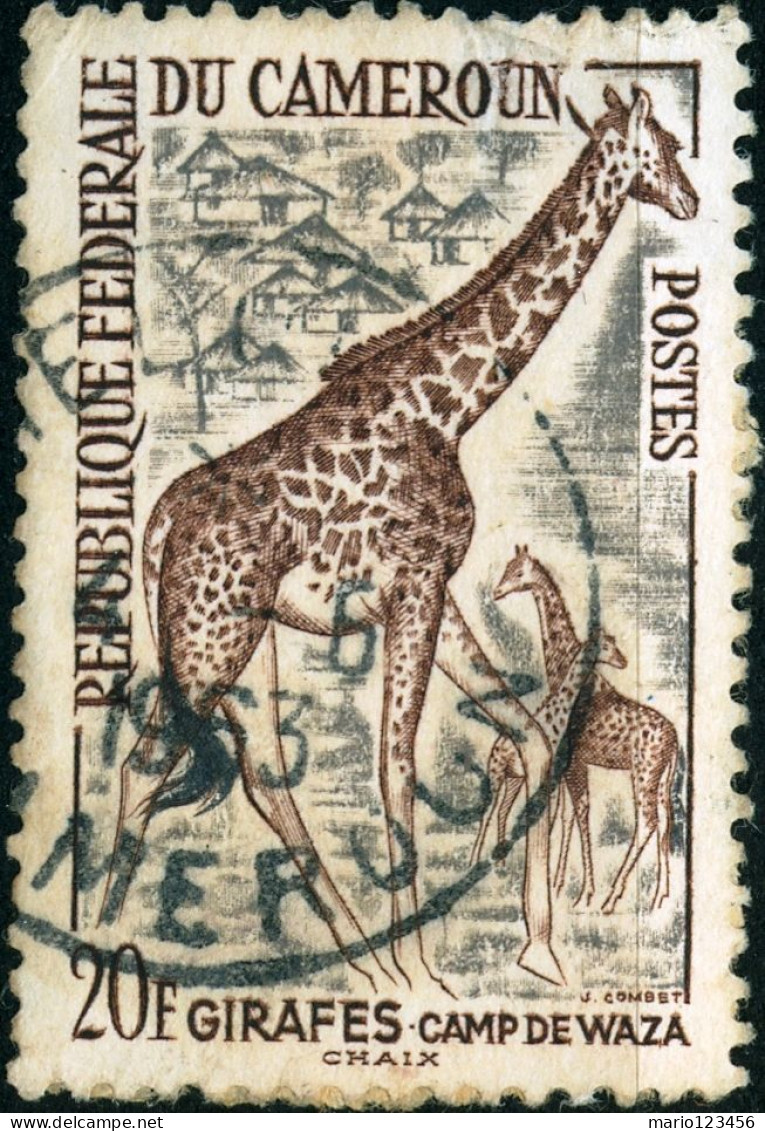 CAMERUN, CAMEROUN, FAUNA, ANIMALI, GIRAFFA,20 Fr., 1962, FRANCOBOLLI USATI Mi:CM 366, Scott:CM 369, Yt:CM 350 - Used Stamps