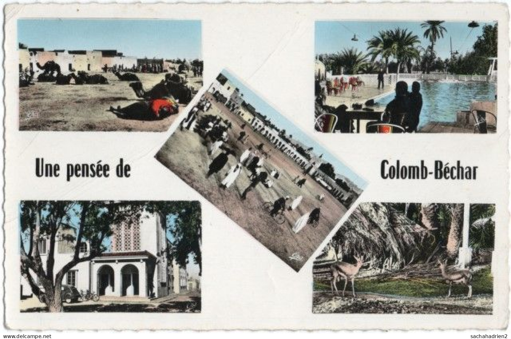 Pf. Une Pensée De COLOMB-BECHAR. 5 Vues. 15-3 - Bechar (Colomb Béchar)