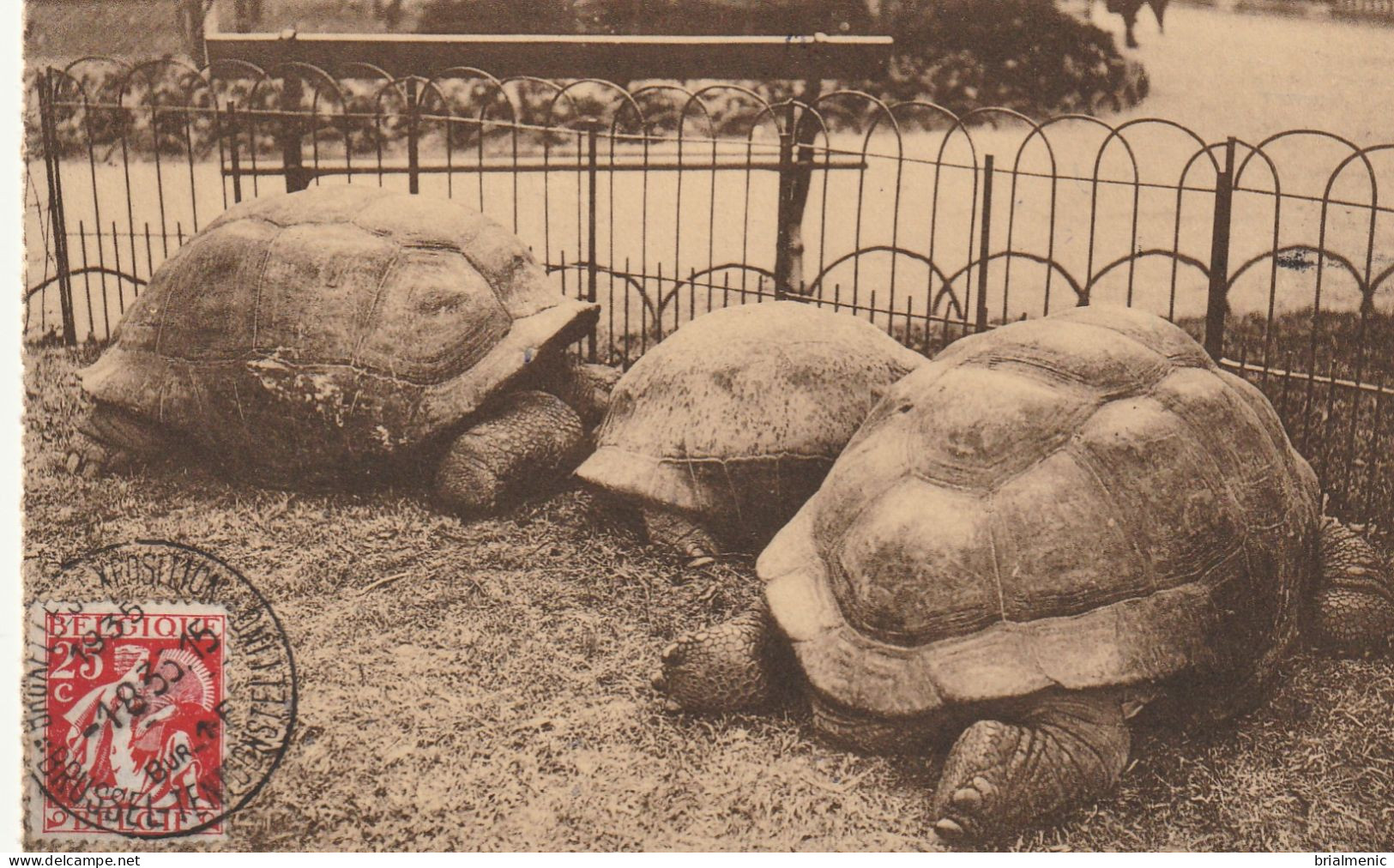 TORTUES Au Jardin Zoologique D'Anvers - Turtles