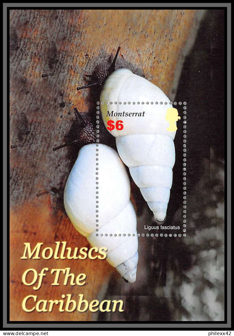 80684 Montserrat Mi N°106 Molluscs Of The Caribbean Coquillages Shell CONCHAS Mollusques 2005 ** MNH - Crustaceans