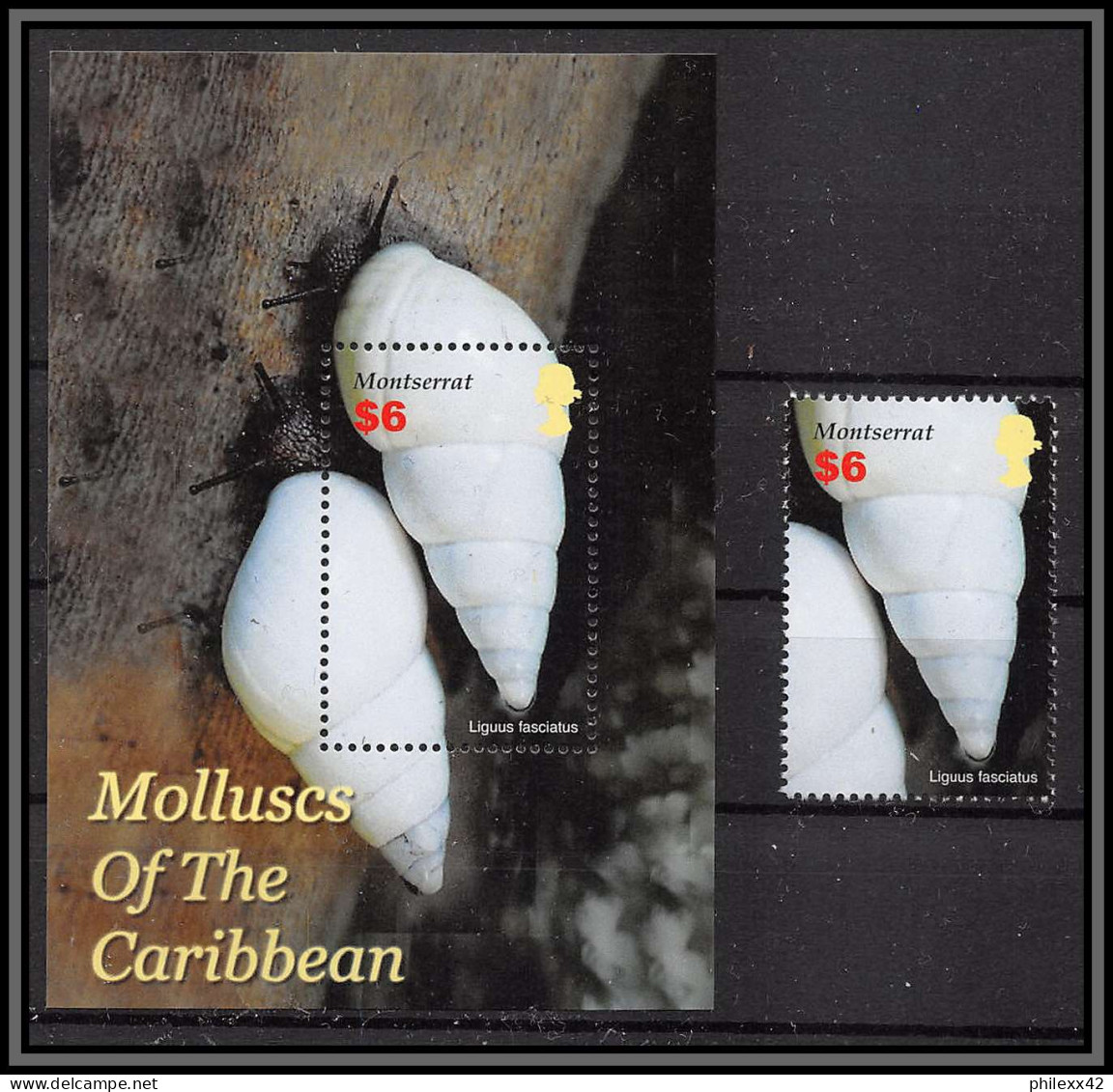 80684a Montserrat Mi N°106 + Timbre Molluscs Of The Caribbean Coquillages Shell CONCHAS Mollusques 2005 ** MNH - Crustaceans