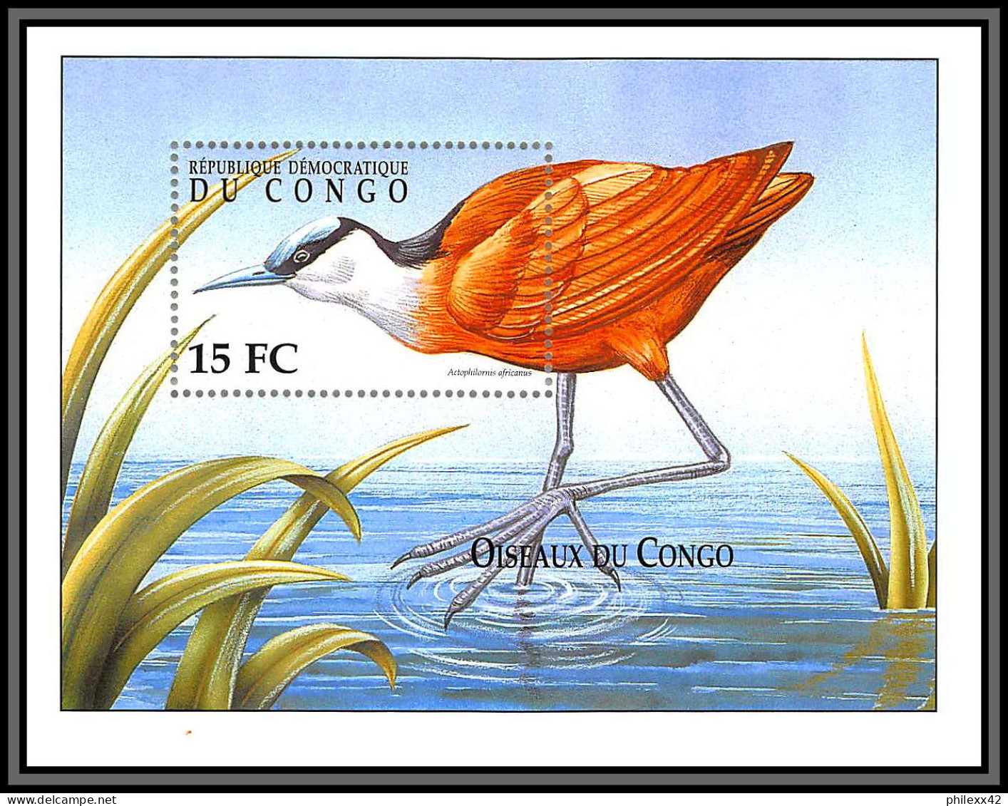80856 Congo Mi N°90 Y&t 66 K Actophilornis Africanus Jacana à Poitrine Dorée ** MNH Oiseaux Birds 2000 - Picotenazas & Aves Zancudas