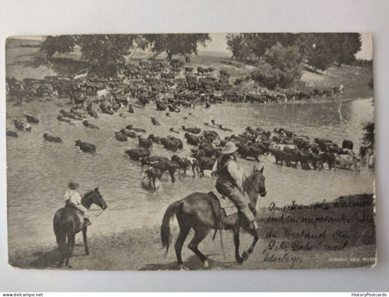 Fording, Milk River MT, Cowboys, Cattle Drive, Herd Of Cattle, Horses, 1907 - Miles City