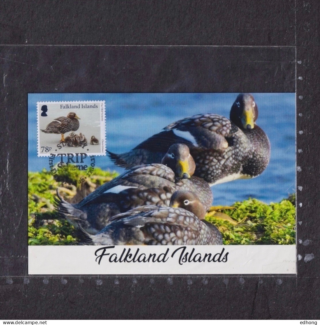 [Carte Maximum / Maximum Card /  Maximumkarte]  Falkland Islands 2021 | Trip Scheme - Steamer Duck - Canards