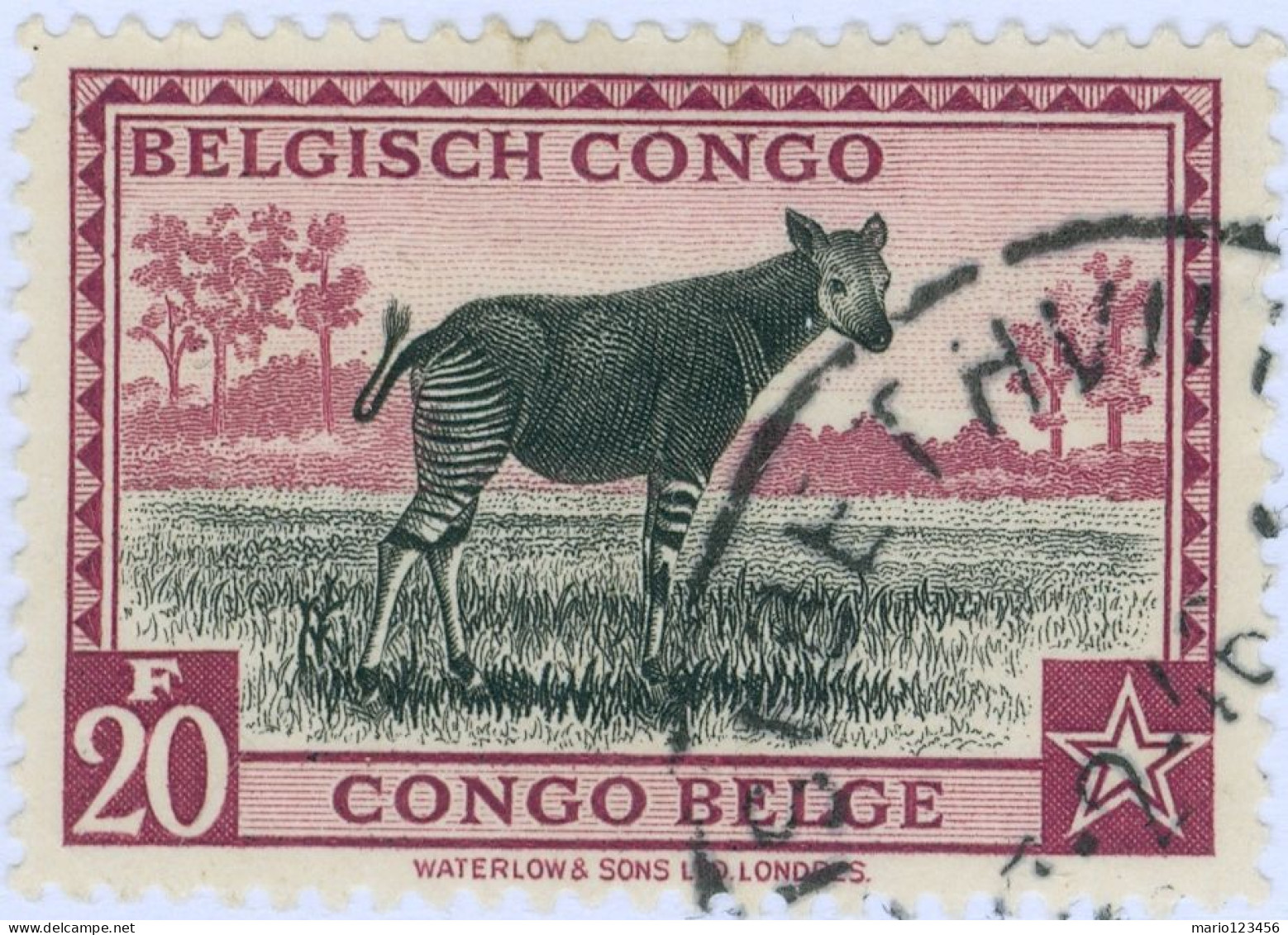 CONGO BELGA, BELGIAN CONGO, FAUNA, OKAPI, 20 Fr., 1942, FRANCOBOLLI USATI Scott:BE-CD 225, Yt:BE-CD 246 - Gebruikt