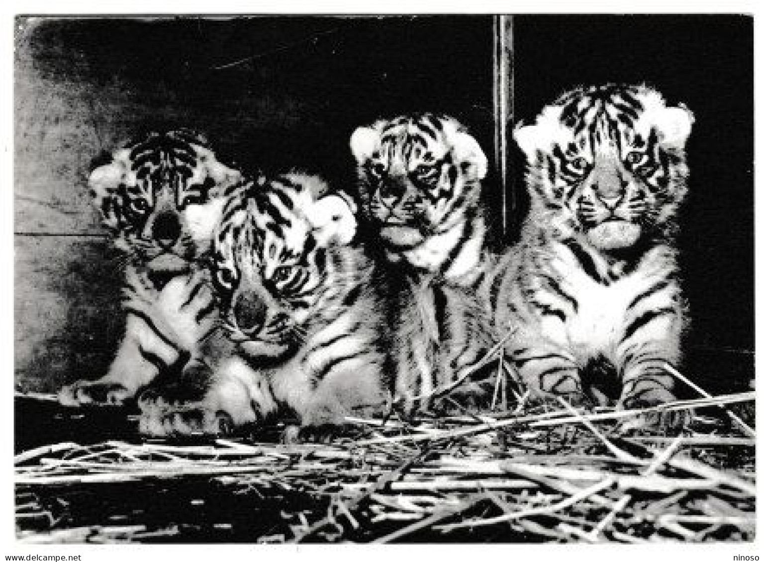 SVIZZERA - BASEL - ZOOLOGISCHER GARTEN  - CARTOLINA VIAGGIATA NEL 1972 - Tigres