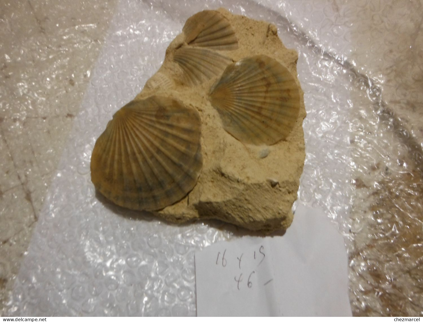 Belle Composition De Pecten  Sur Terre 17x13x8 - Fossilien