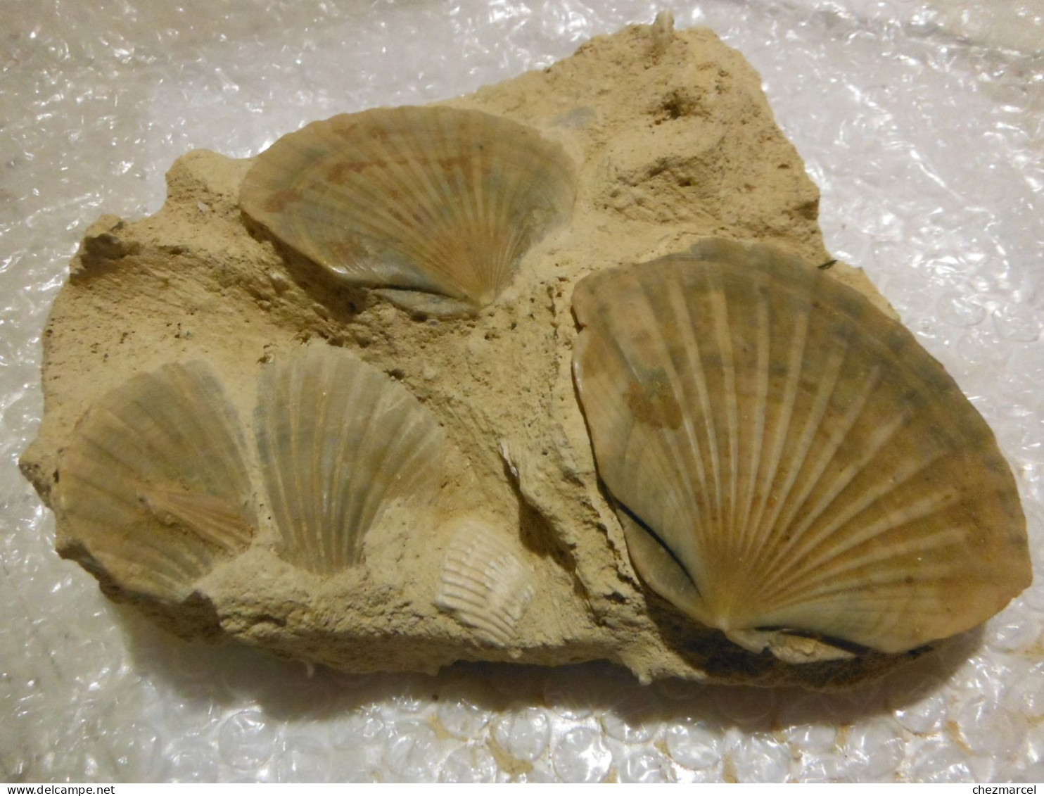 Belle Composition De Pecten  Sur Terre 17x13x8 - Fossils