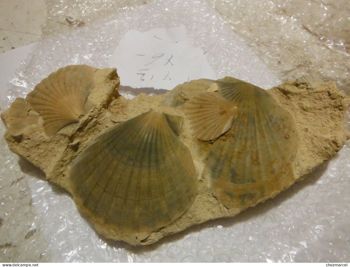 Belle Composition De Pecten  Sur Terre 24x12x6 - Fossilien