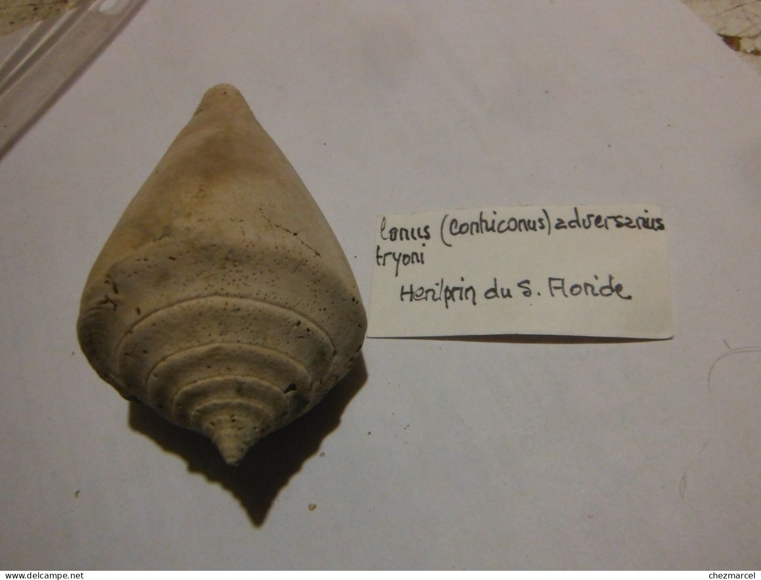 Rare Conus Adversarius Tryoni 85 Mm Heriprin Du S .floride - Fossielen