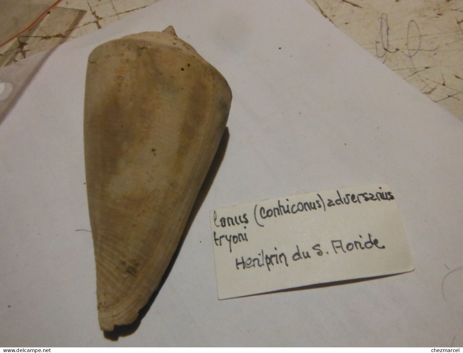 Rare Conus Adversarius Tryoni 85 Mm Heriprin Du S .floride - Fósiles
