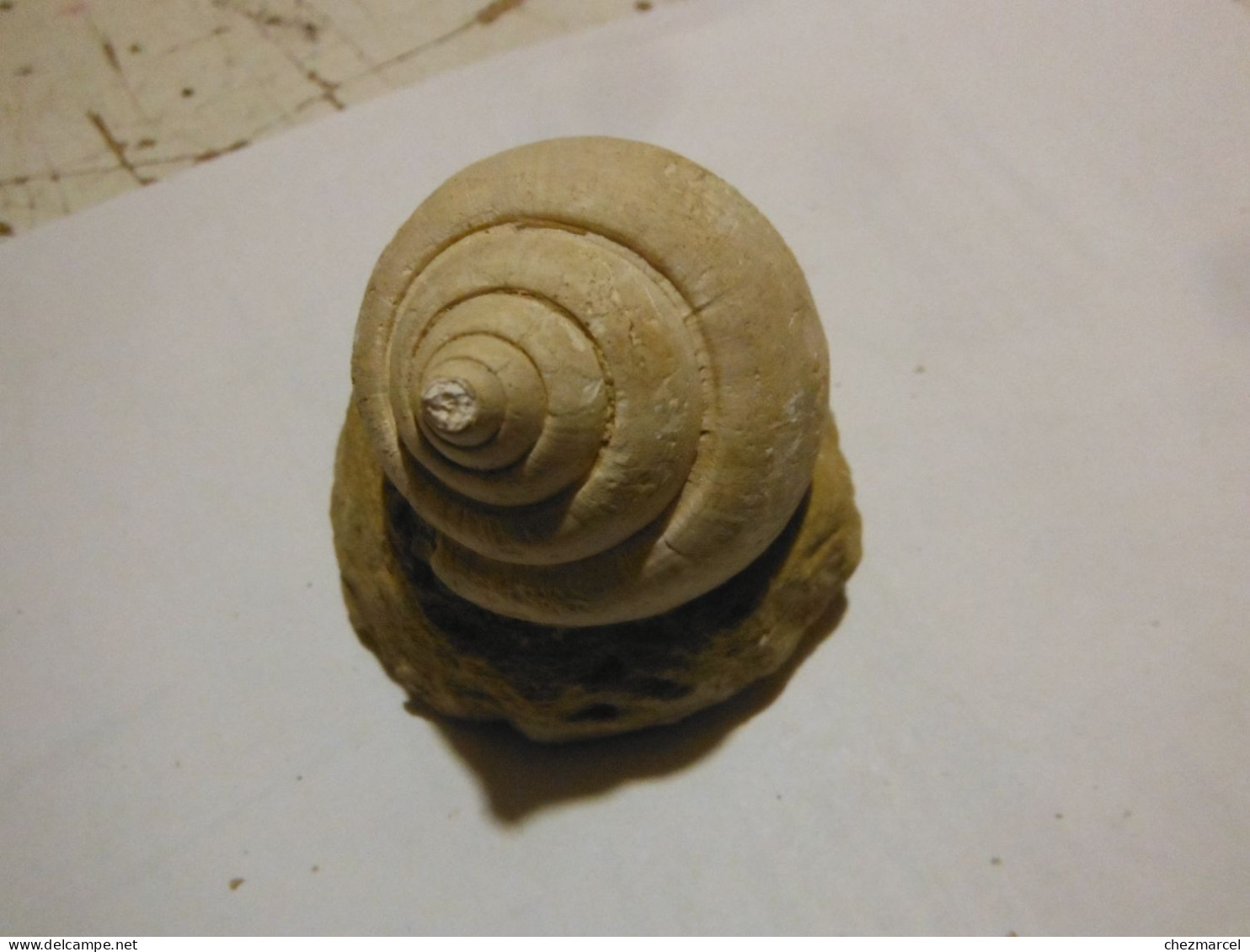 3 Escargots Sur Terre-provenance ? - Fossilien