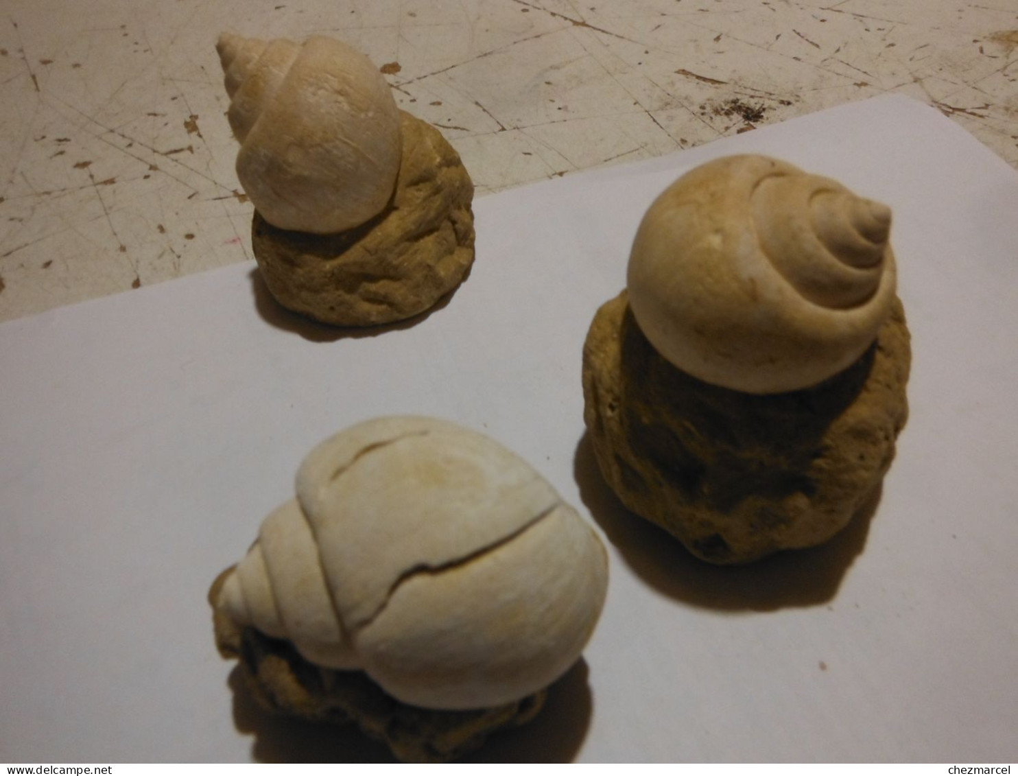 3 Escargots Sur Terre-provenance ? - Fossils