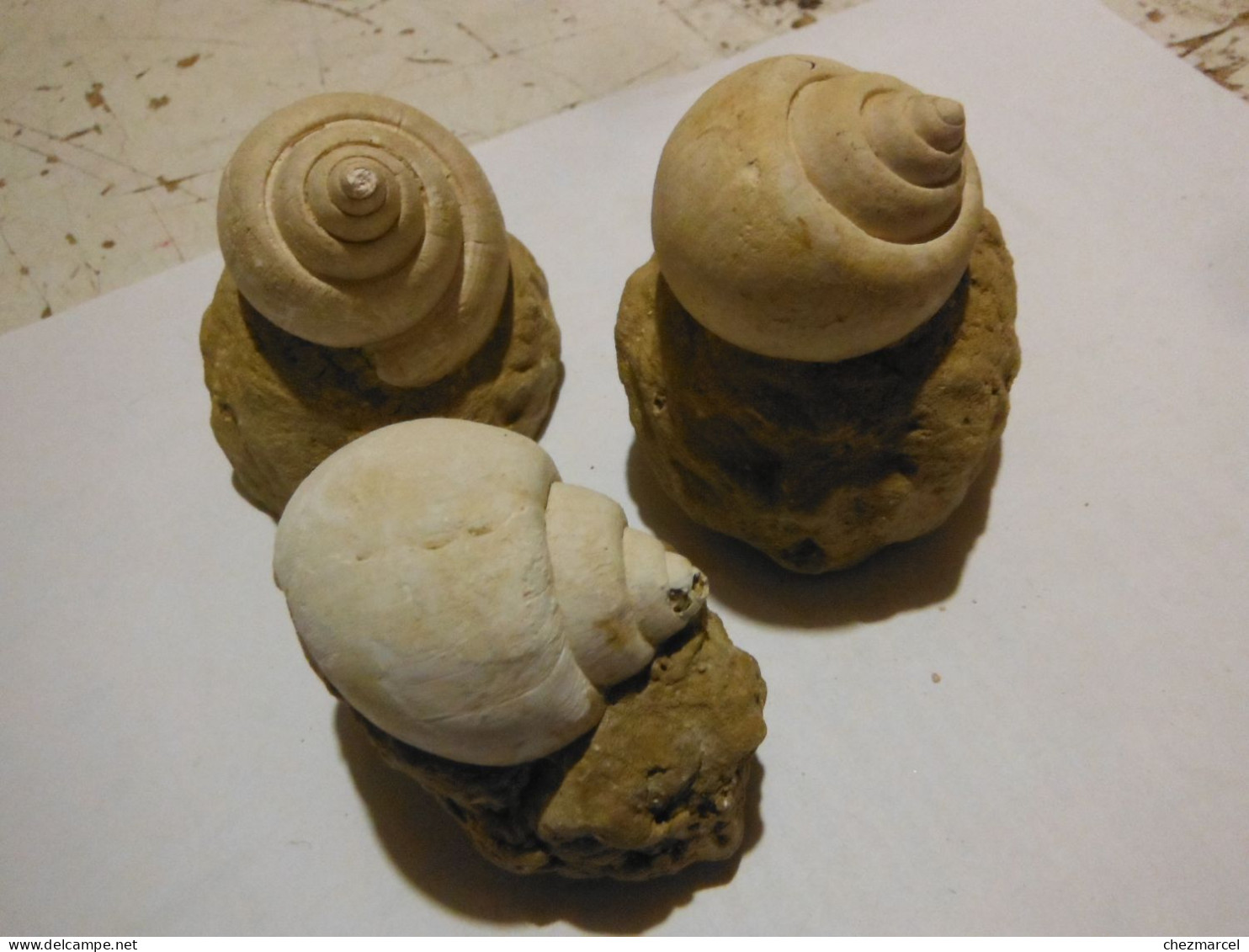 3 Escargots Sur Terre-provenance ? - Fossilien
