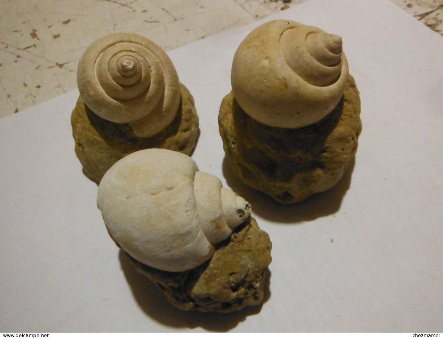 3 Escargots Sur Terre-provenance ? - Fossils