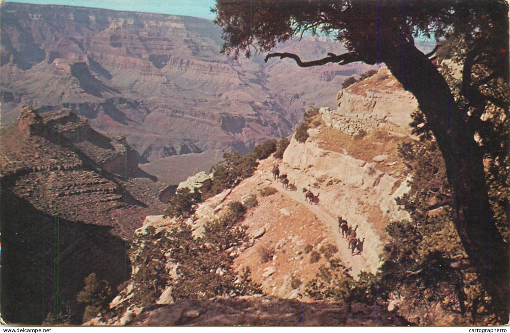 United States AZ Grand Canyon Famous Mule Train  1968 - Gran Cañon