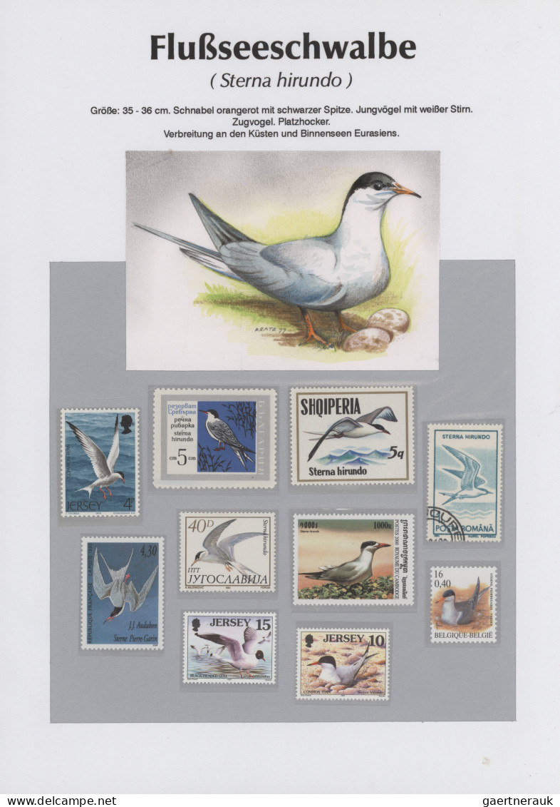 Thematics: Animals-birds: 1960/2000 (ca.), Comprehensive Thematic Collection Wit - Other & Unclassified