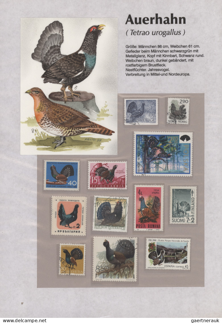 Thematics: animals-birds: 1960/2000 (ca.), comprehensive thematic collection wit