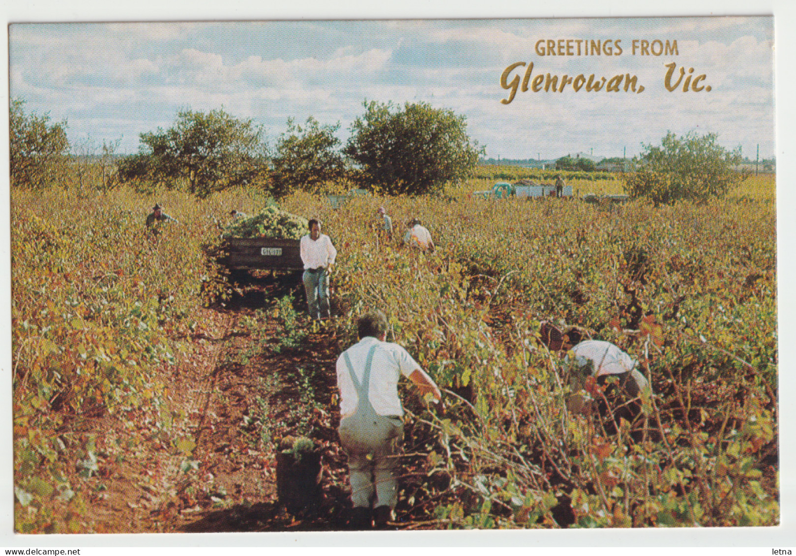 Australia VICTORIA VIC Grape Picking Greetings From GLENROWAN Rose No.901 Postcard C1970s - Andere & Zonder Classificatie