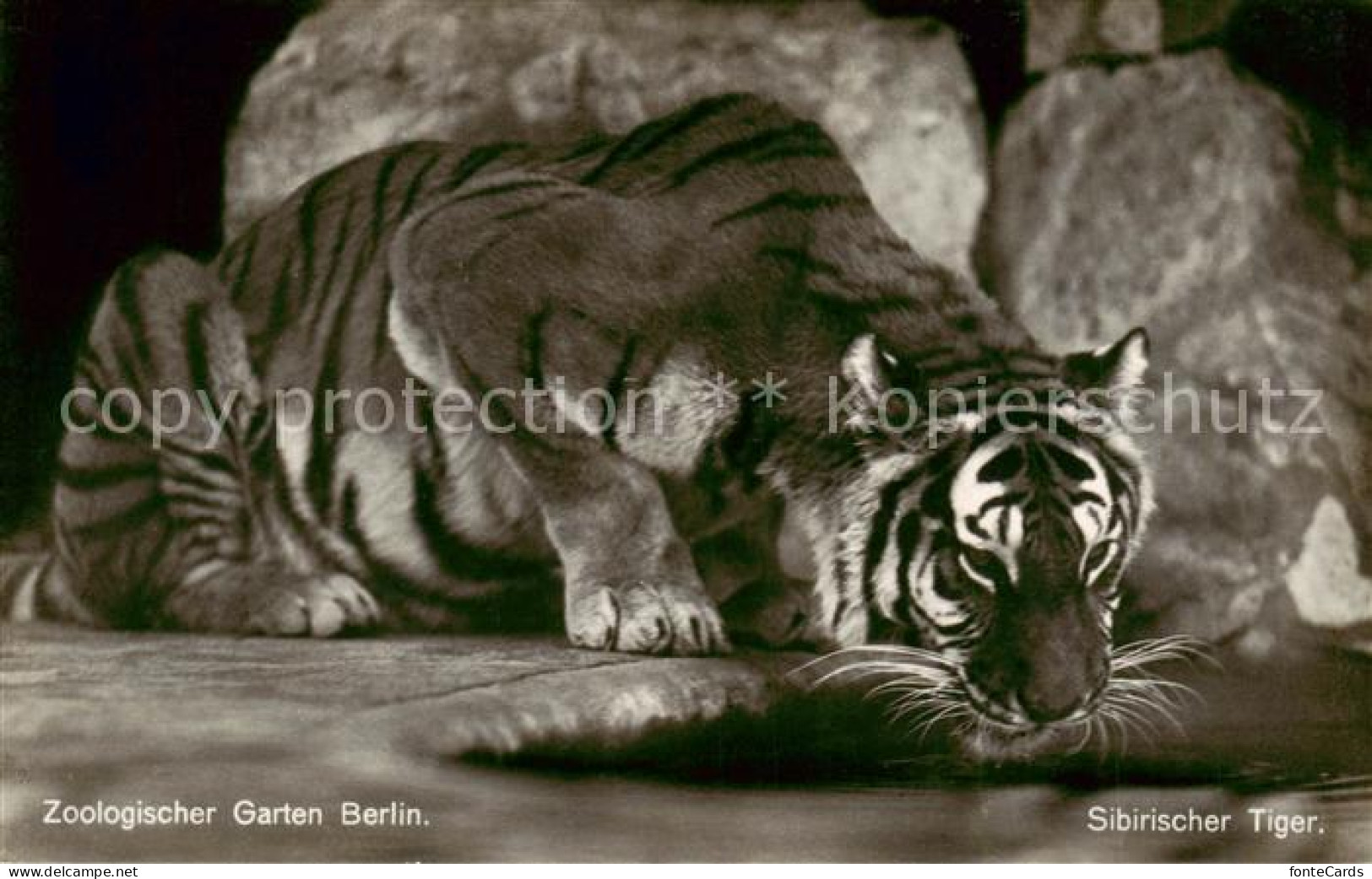 73841347 Tiger Sibirischer Tieger Zoologischergarten Berlin - Andere & Zonder Classificatie