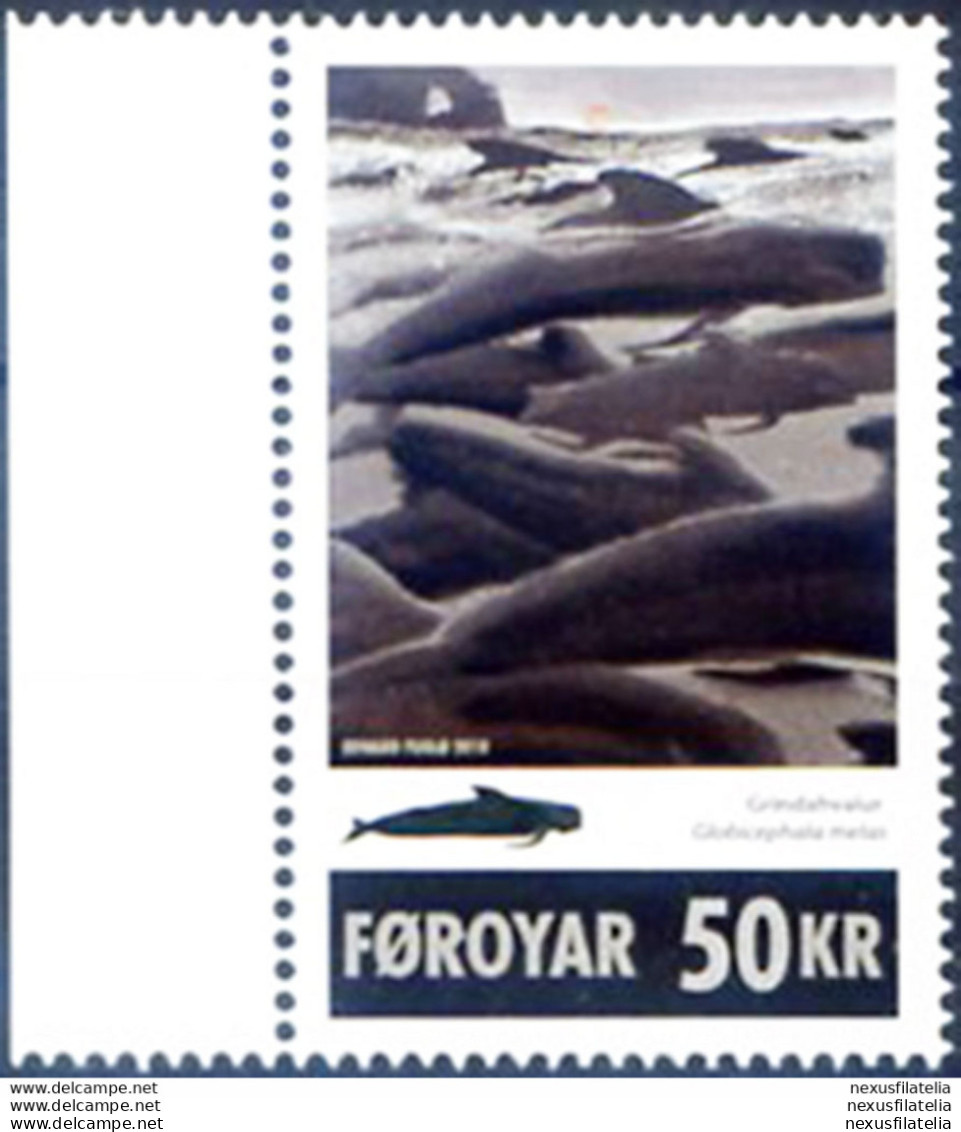 Fauna. Globicefalo 2010. - Färöer Inseln