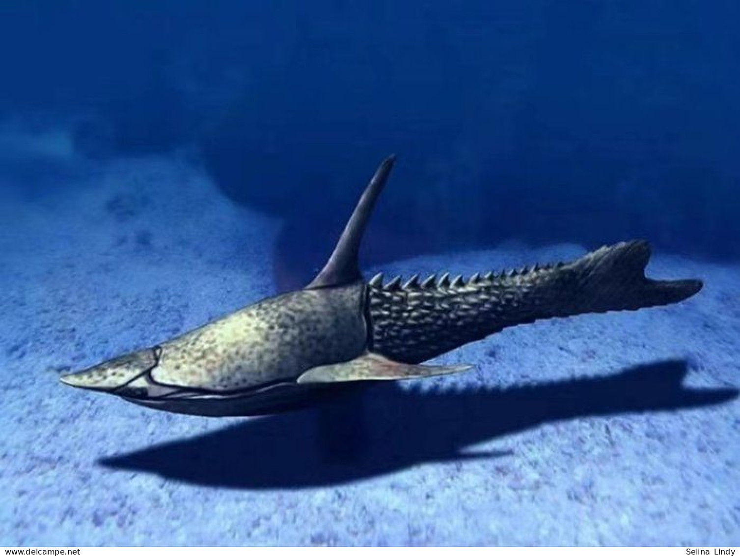 Pteraspis - Fossilised Animal - True Jawless Fish Fossil - 98 Mm - 63 Mm - Fossielen