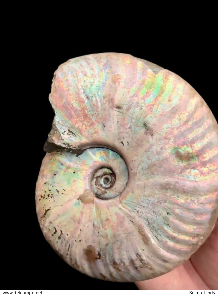 Ammonites - Colorful Fossils - 15 Cm - 12 Cm - Fossiles