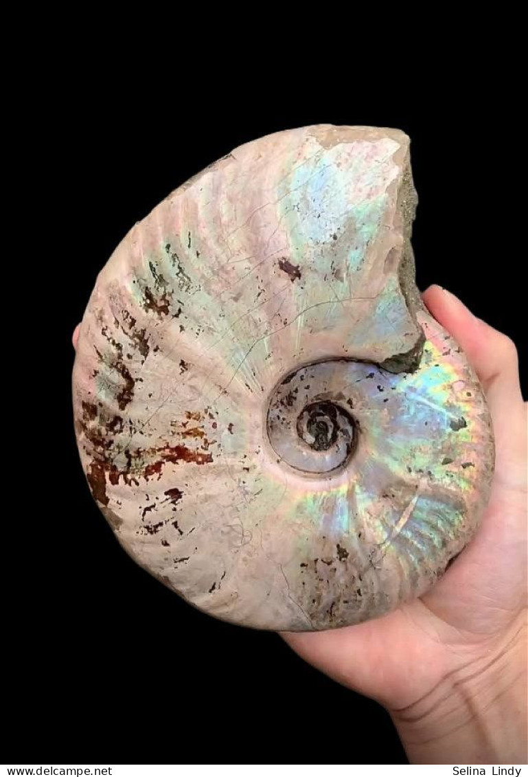 Ammonites - Colorful Fossils - 15 Cm - 12 Cm - Fossiles