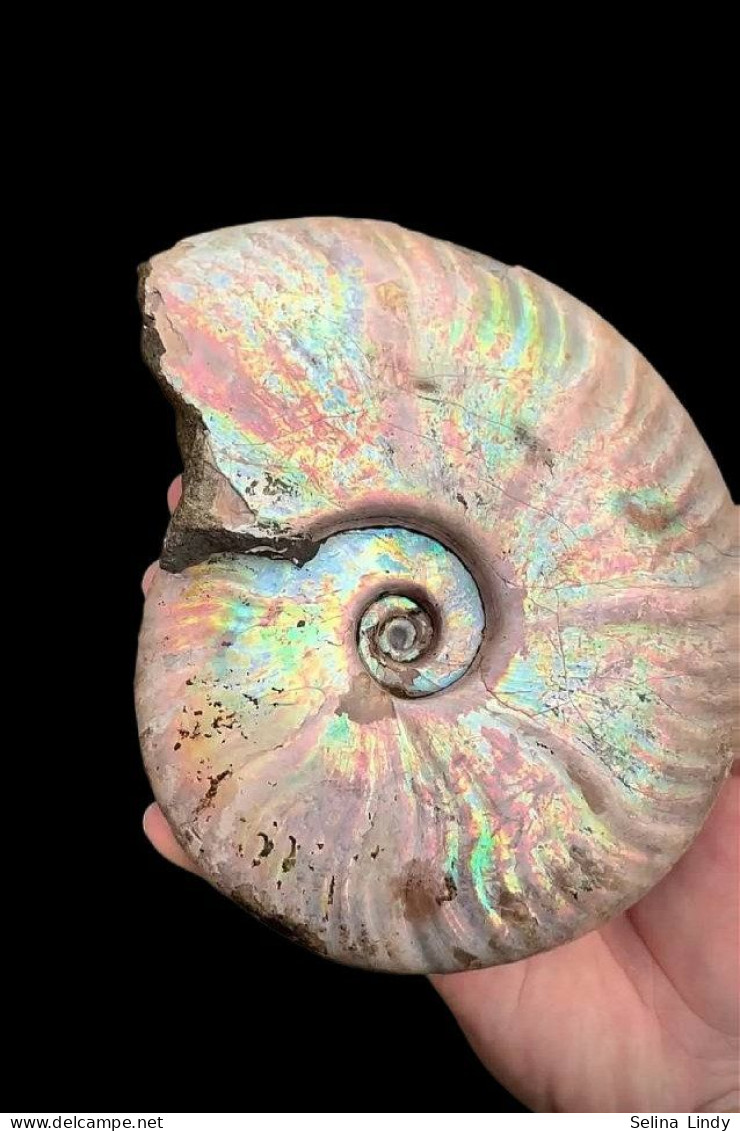 Ammonites - Colorful Fossils - 15 Cm - 12 Cm - Fossielen