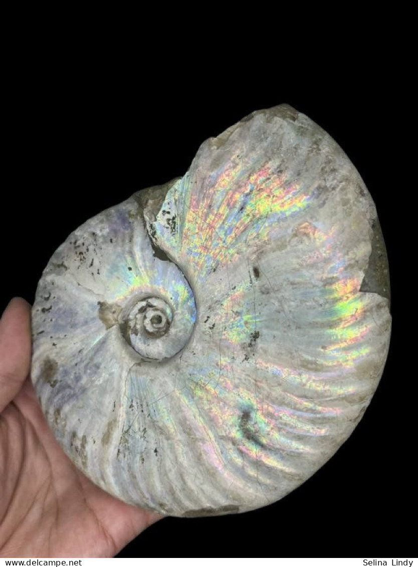 Ammonites - Colorful Fossils - 15 Cm - 12 Cm - Fósiles