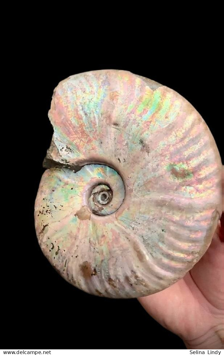 Ammonites - Colorful Fossils - 15 Cm - 12 Cm - Fossielen