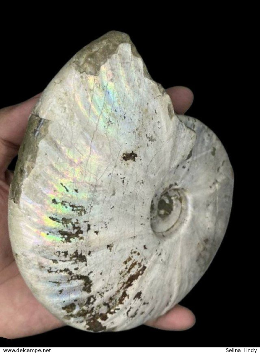 Ammonites - Colorful Fossils - 15 Cm - 12 Cm - Fósiles