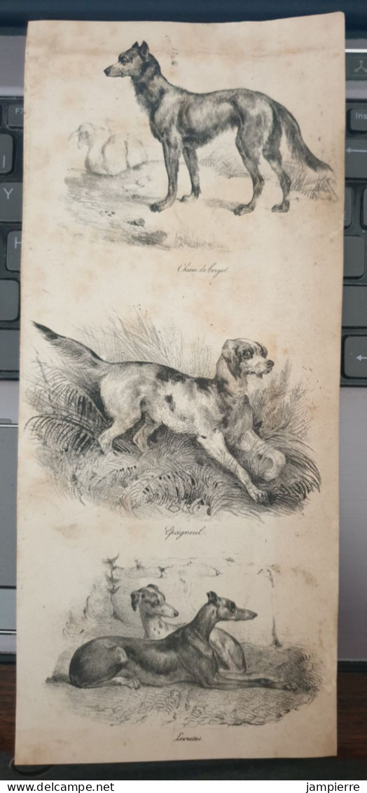 Lithographie (gravure) - études De Chiens Par Adam - Chien De Berger, épagneul, Levrettes - Lithografieën