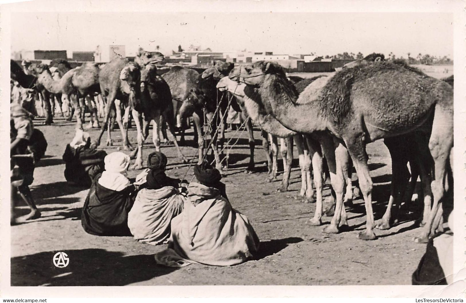 ALGÉRIE - Scènes & Types - Les Souks - Le Marché Aux Chameaux - Carte Postale Ancienne - Scènes & Types