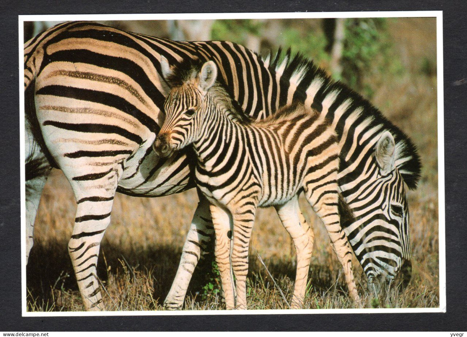 Thème Animaux Sauvages - Maman Zèbre Et Son Petit - Burchell's Zebra Equus Burchellii - Zebras