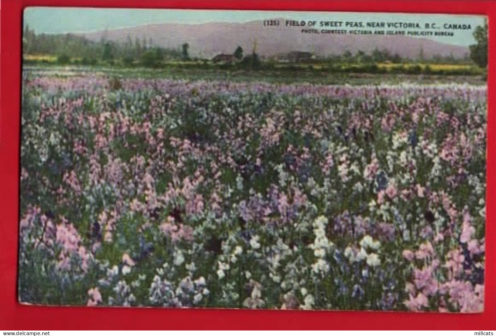 CANADA   BC  VICTORIA   SWEET PEA FIELDS  - Vancouver