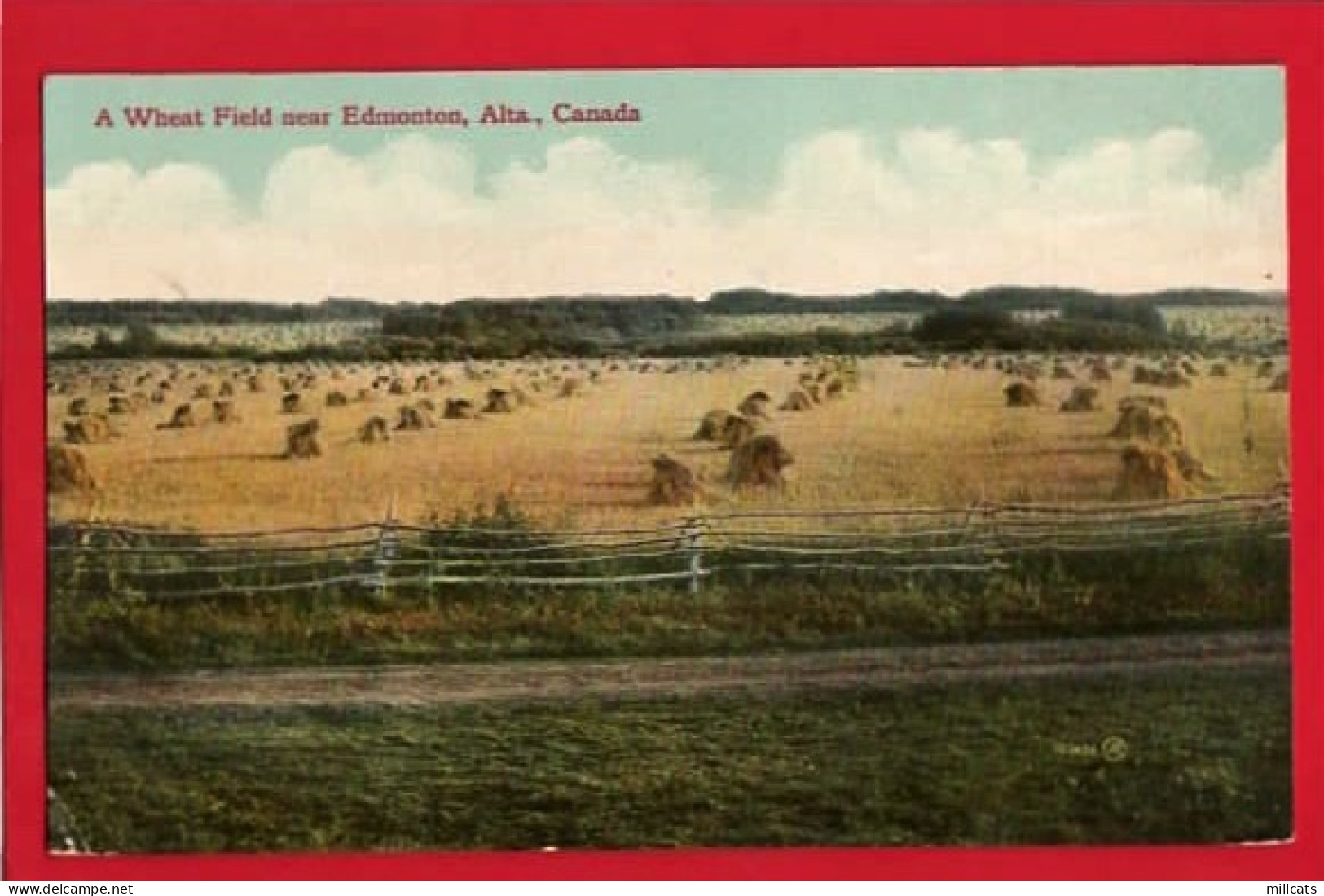 CANADA   ALTA    EDMONTON   A WHEAT FIELD NEARBY - Edmonton