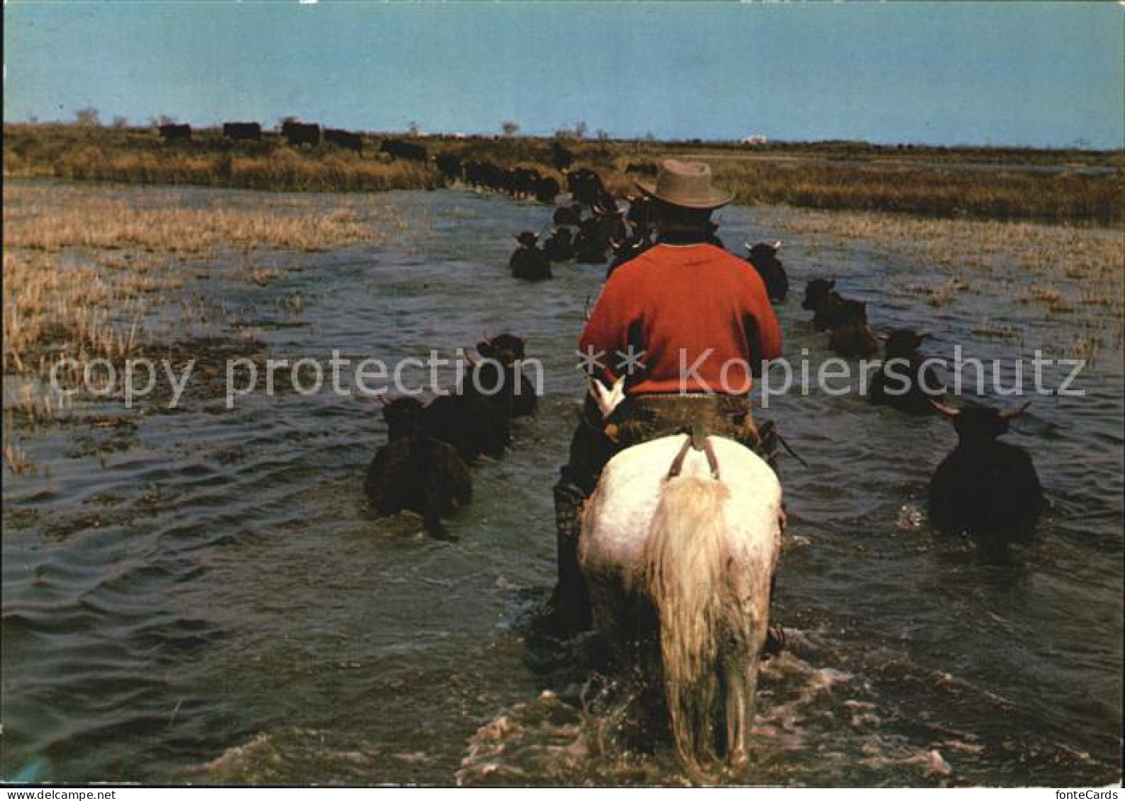 72568133 Stiere Taureaux Et Gardian Dans Les Marais Camargue  - Taureaux