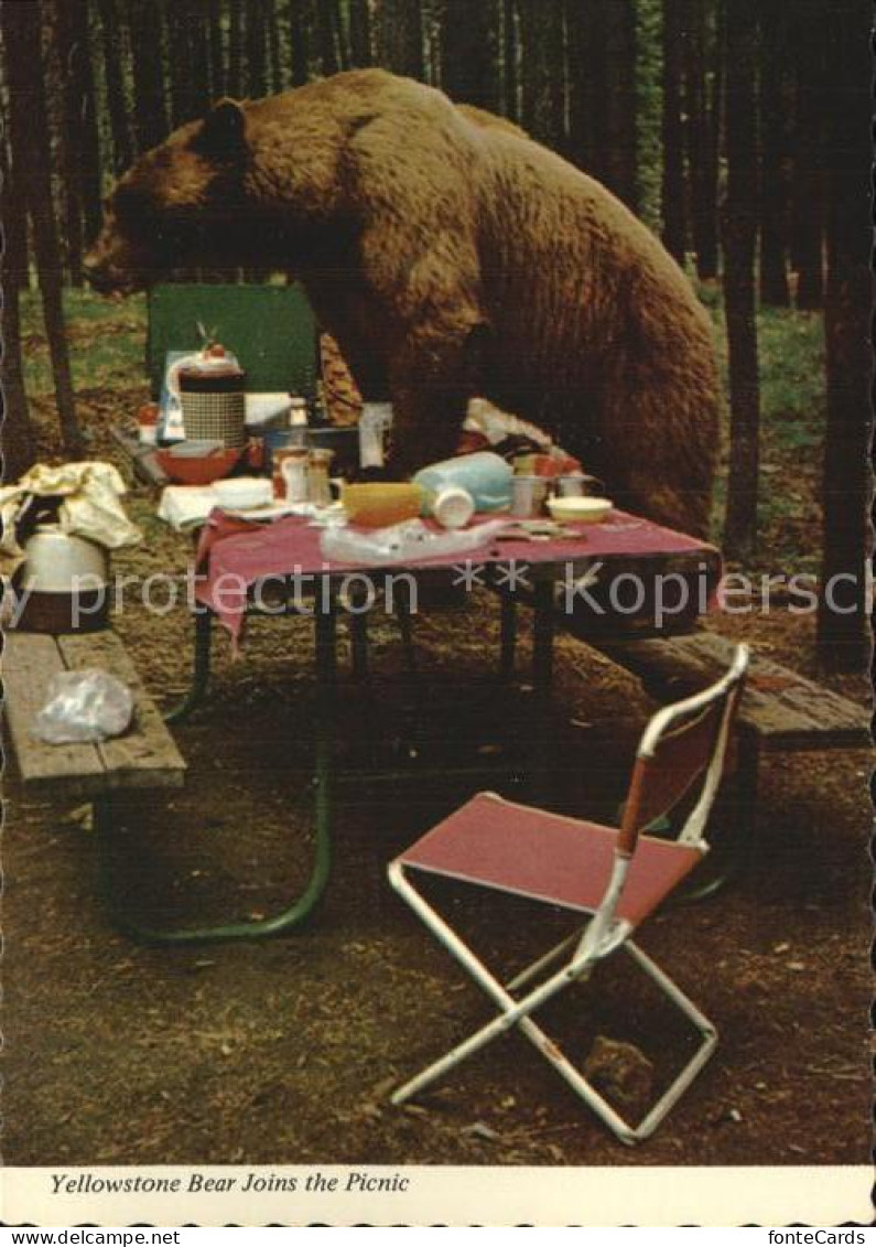 72528643 Yellowstone_National_Park Bear Joins The Picnic - Andere & Zonder Classificatie