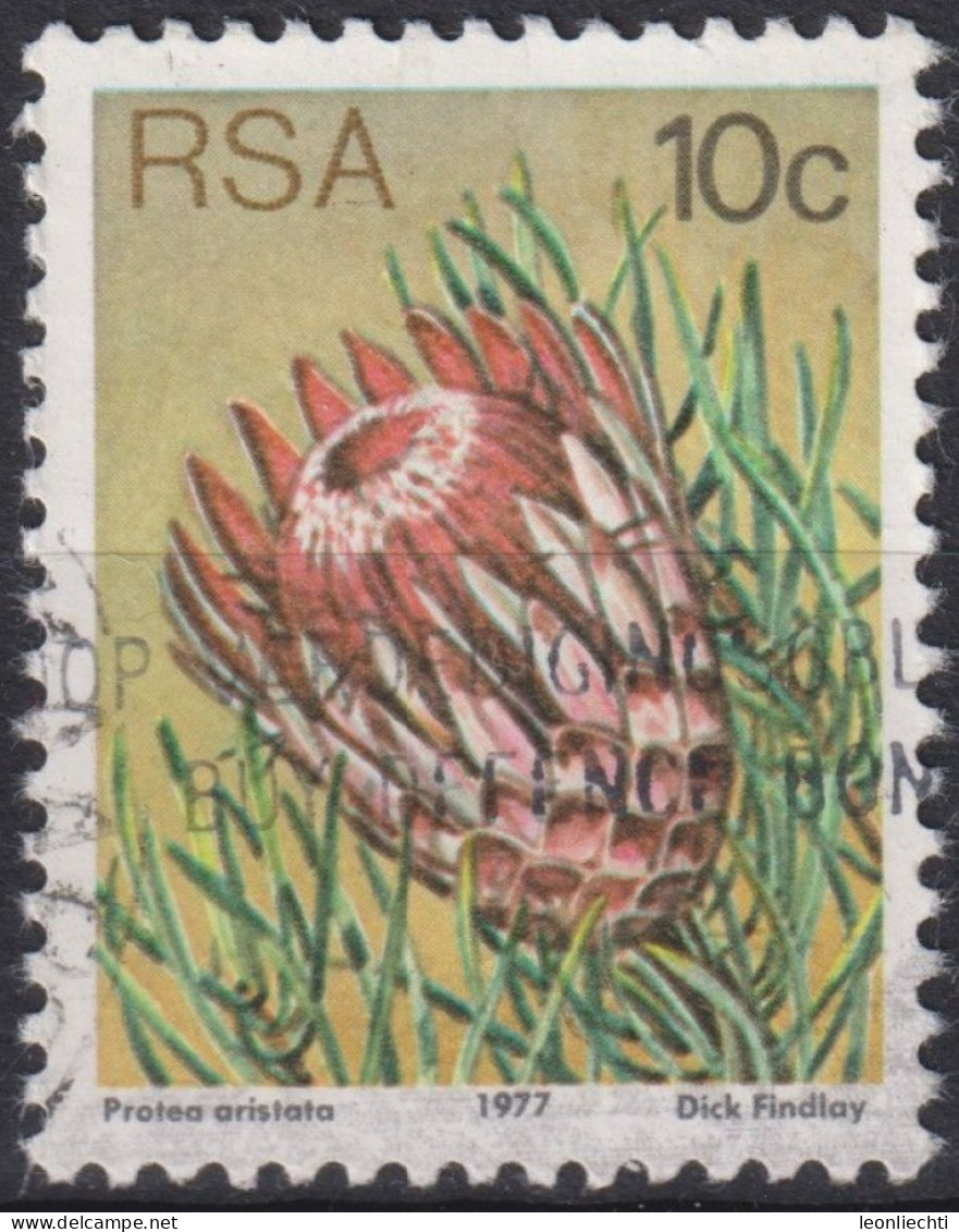 1977 RSA - Südafrika ° Mi:ZA 521A, Sn:ZA 484, Yt:ZA 425, K12½, Ladismith Sugarbush (Protea Aristata) - Oblitérés