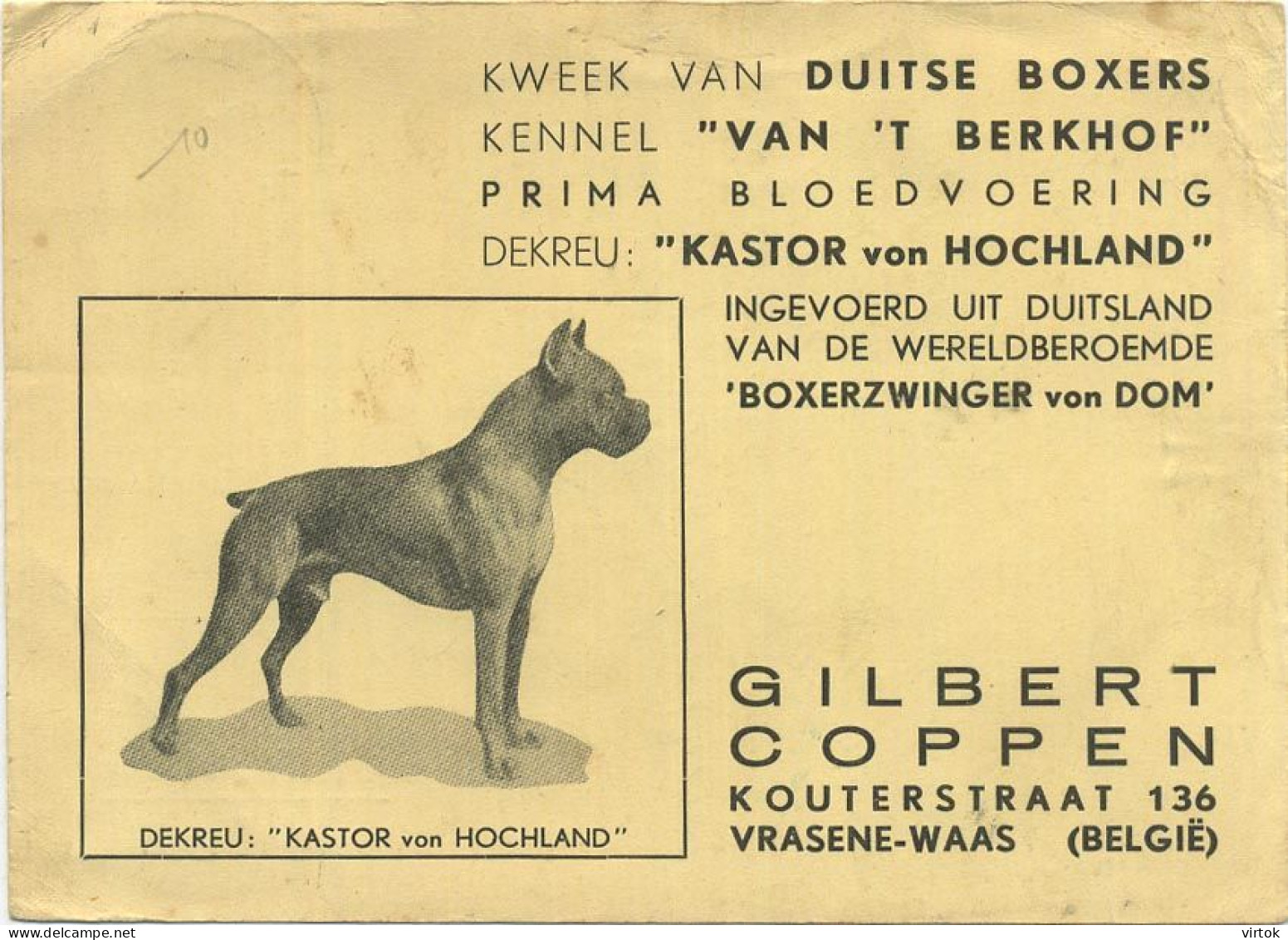 Vrasene  : Hond Duitse Boxers : Dekreu ( Wereldberoemde Boxerzwinger VON DOM    ( Groot Formaat 15 X 10.5 Cm ) Met Zegel - Beveren-Waas