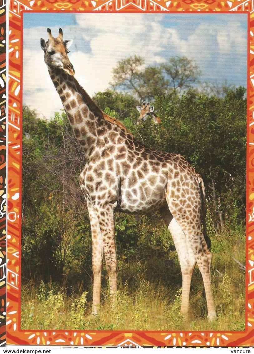 Picture Postcard Czech Republic Giraffe 2023 - Giraffe