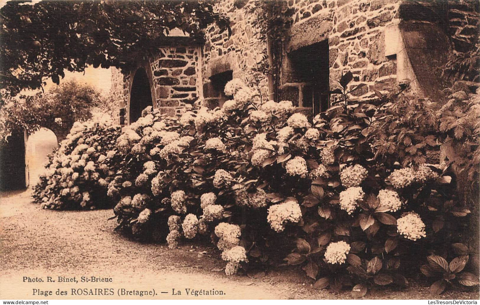 FRANCE - Plage Des Rosaires - La Végétation - Carte Postale Ancienne - Autres & Non Classés