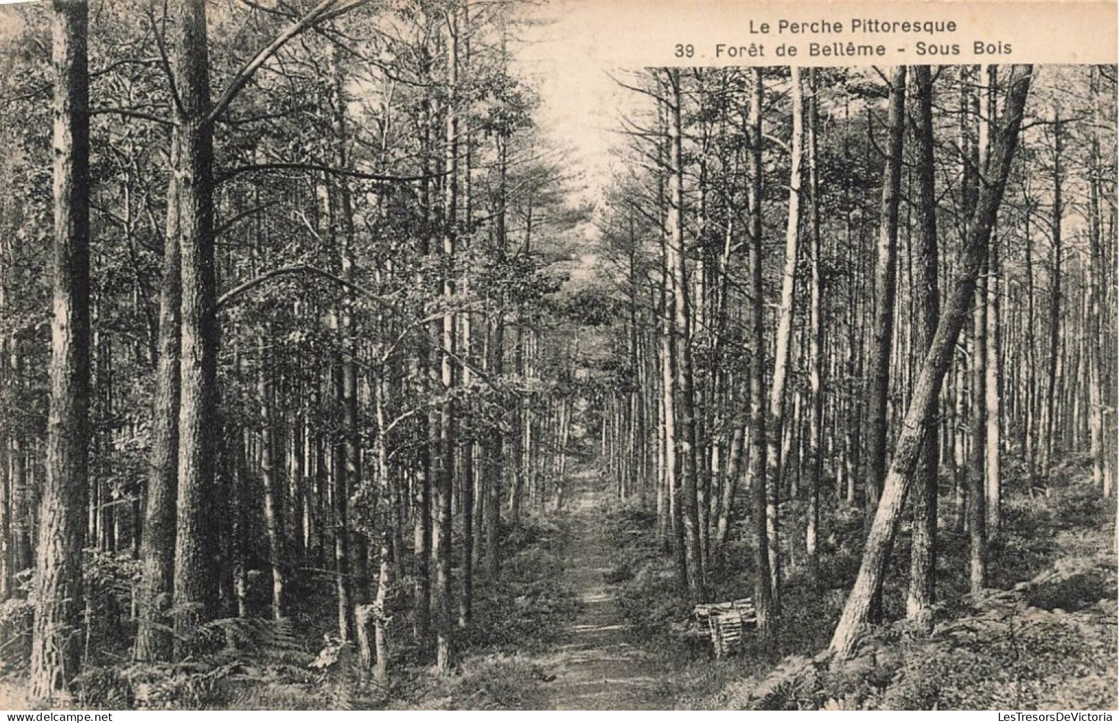 FRANCE - Forêt De Bellême - Sous Bois - La Perche Pittoresque - Carte Postale Ancienne - Andere & Zonder Classificatie